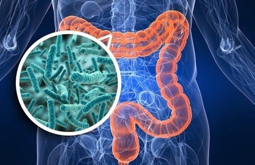 In Silico Microbiome