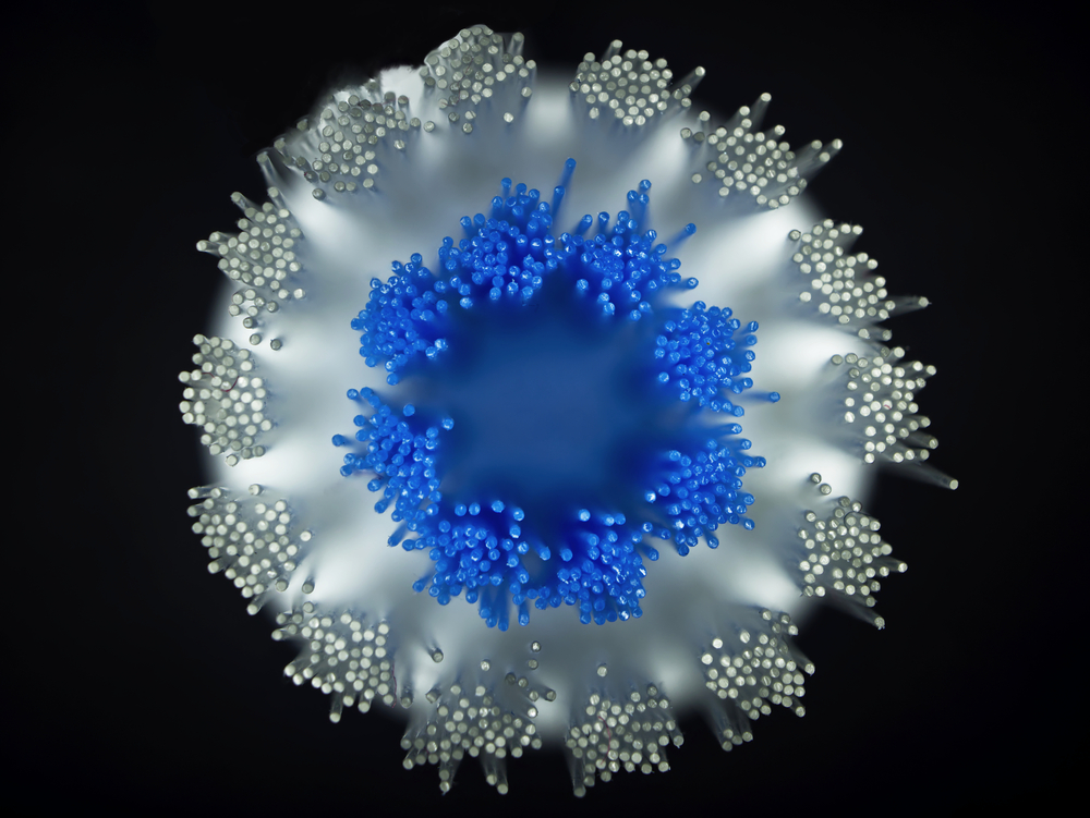Epitopes Identification